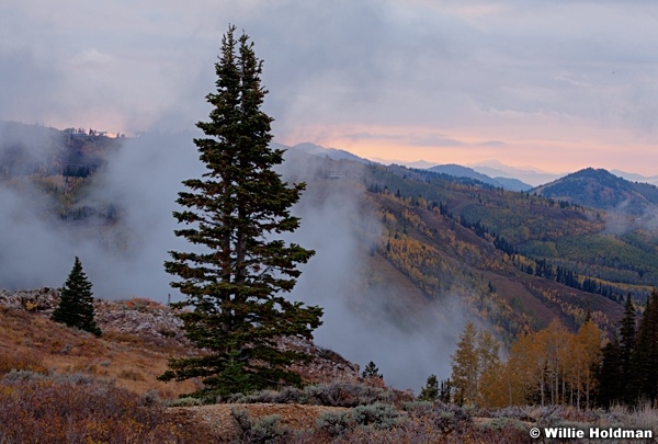 Pinetree Park City 092512