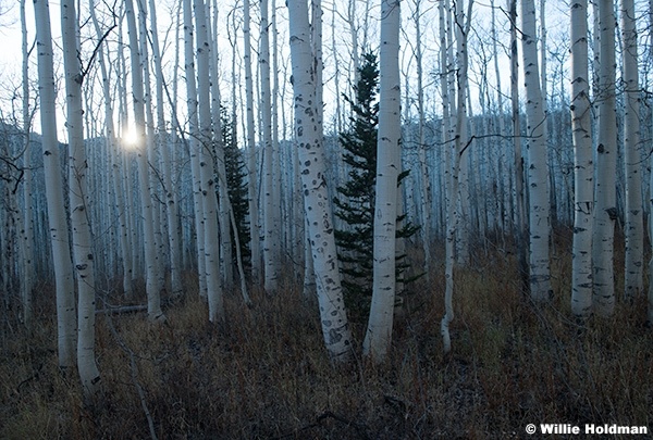 White Aspen Trunks Utah 102124 3710