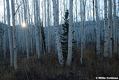 White Aspen Trunks Utah 102124 3710
