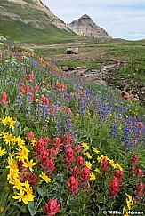 Timpanogos Wildflowers Meadow 072321 8580 2