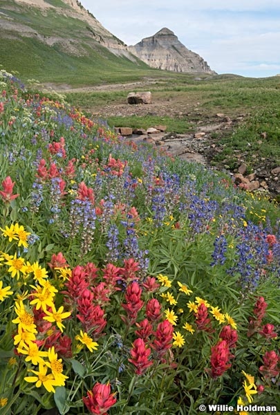 Timpanogos Wildflowers Meadow 072321 8580 2