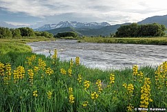 provoriverflowers052609 