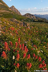 Timpanogos Wildflowerst 072916 4414 3