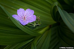 Geranium skunk cabbage 072117 3938