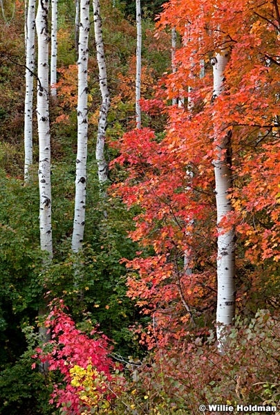 Maple Aspens Maple 092611 242F