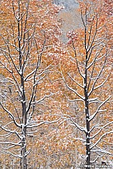 Winter Orange Aspens 102322 4141