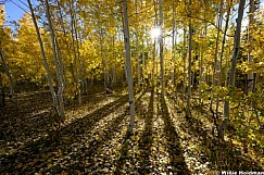 Aspen Sunburst Yellow 092126 7906