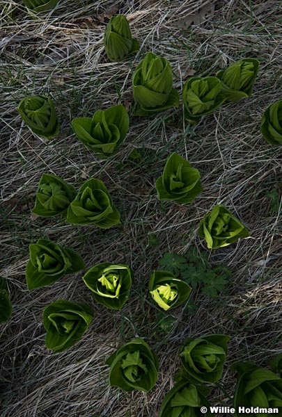 Skunk Cabbage 051317 7968 2