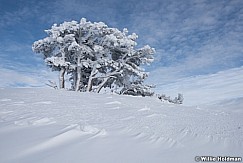 Frosty Pines Snowbasin 011217 0452