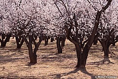 Capitol Reef Blossoms 031414 0023