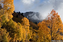 Goldenaspens101711 456
