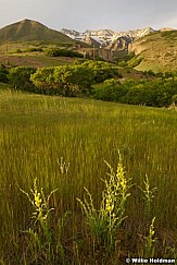 timpspringfront060308 1432