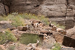 Desert BigHorn Grand Canyon 042417 7132