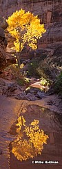 Grand Gulch Treepan 101912 76