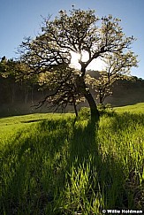 Oaktreesunburst062010 0590