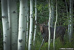 Moose Aspen Grove 082016 0869 2