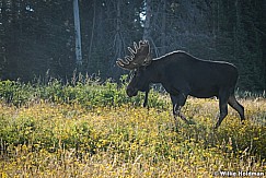 Bull Moose Antlers 083123 9254 2