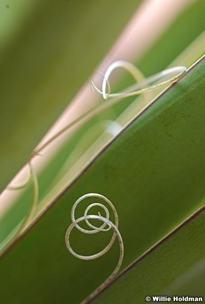 plant pods032109 13817