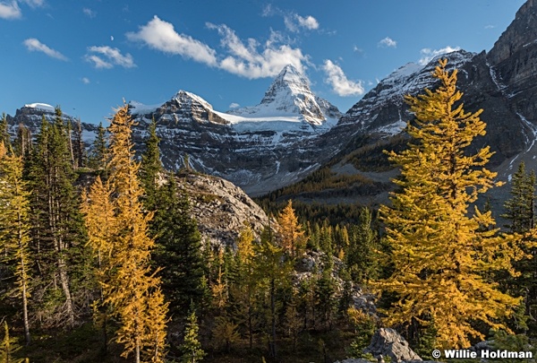 Assiniboine Larch Trees 092015 1031
