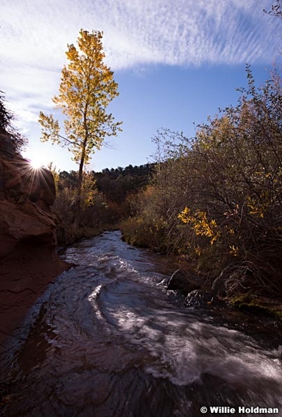 Aspen Tree Stream 101213 1871