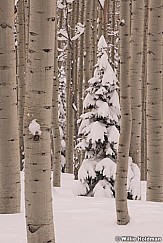 Winter Aspens 031419 0238F