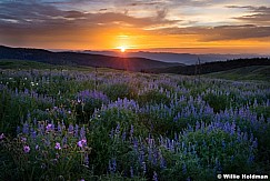 Lupine Sunset 072017 3770 61