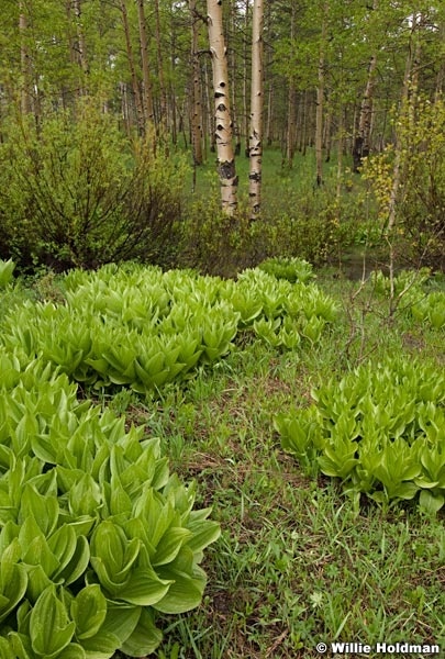 Aspensskunkcabbage062010 0444