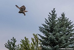 Liz Fields Owl Release 5 5