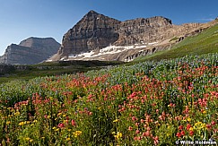 Timpanogos Wildflowers 070913