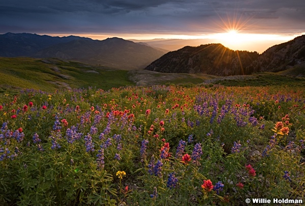 Wasatch-Wildflowers-Timpanogos-071915-9399