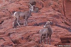 Big Horn Sheep 011313 0210