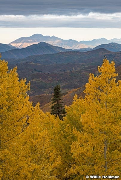 Yellow Aspens Wasatch Back 100121 7268