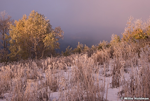 Frost Wasatch 0100513 8261