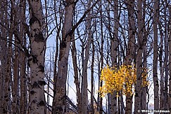 Scofield Mountains Lone Aspen 101414 3960