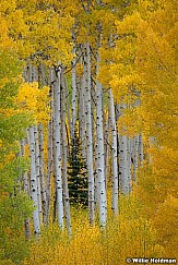 Lone Spruce Among Yellow Aspens 09202024