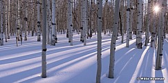 Aspen Trunks Sunshine 011514