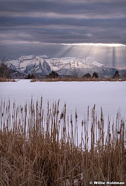 Timpanogos Rays Cattails 031108 5064