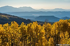 Yellow Aspens Henerys 100616 3 1