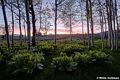 Skunk Cabbage Sunset 0617