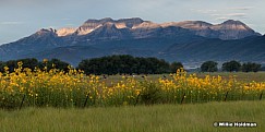 Timpanogos Wildflowers Heber 082212