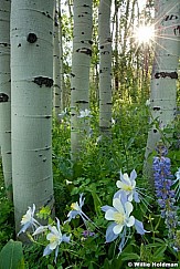 columbineaspens062710 1933