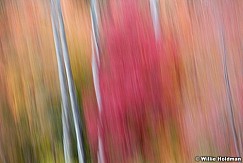 Mapleaspenabstract092611 74