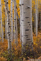 Aspen Trunk Ferns 100821 1207