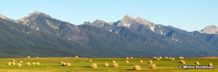 deerrunhay071208