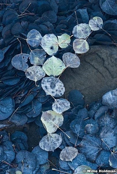 Aspens in Ice 101517 2532 6