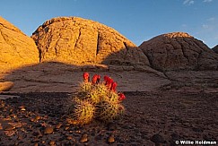 Cactusbloomescalante051610 1