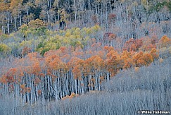 Autumn Palette 100424