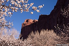 Capitol Reef blossoms 031414 9849