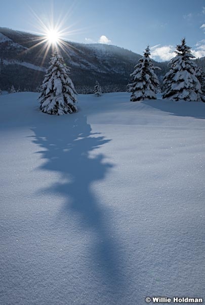 Shadow Pine 011417 1550