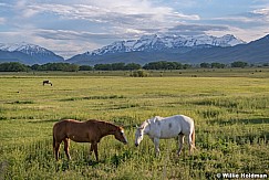 Heber Valley North Fields 052919 1488 2